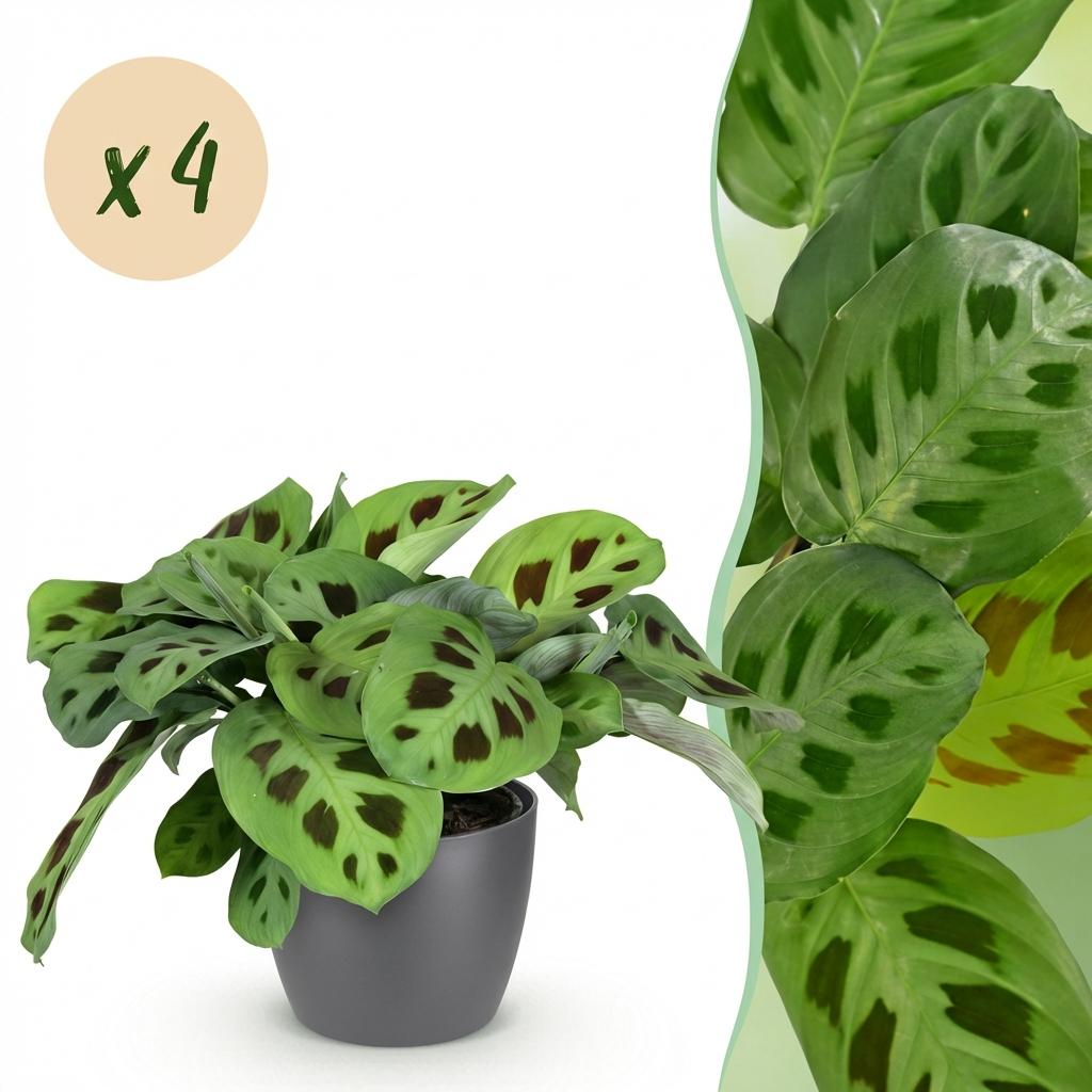 Maranta Fascinator Kerchoveana met grijze pot, plant in pot