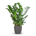 Zamioculcas Zamiifolia met grijze pot, detail van het blad