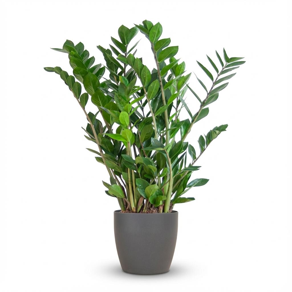 Zamioculcas Zamiifolia met grijze pot, detail van het blad
