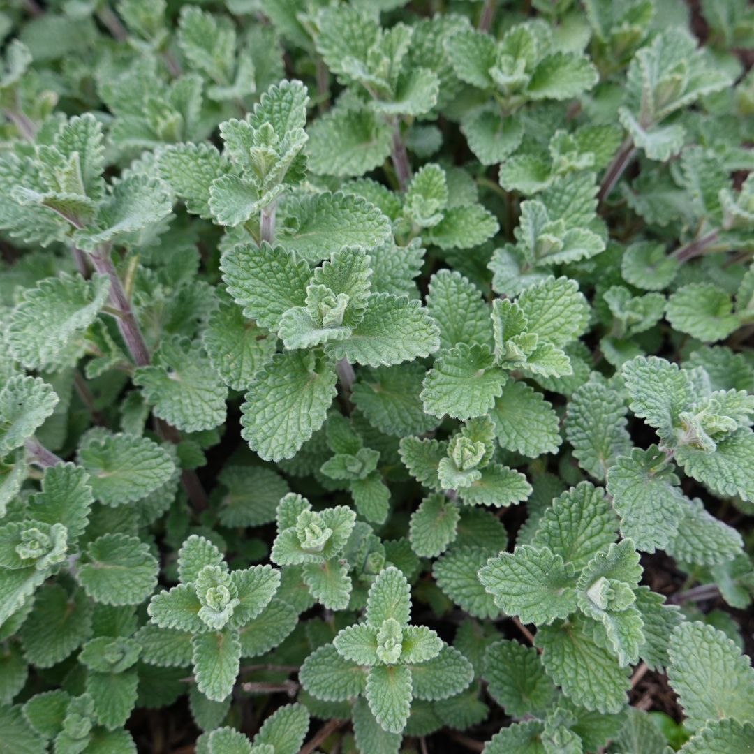 Nepeta 'Grol', sierlijke plant