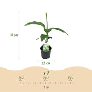 Bananenplant Musa Basjoo, 30 cm hoog