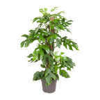 Productfoto van Monstera Minima
