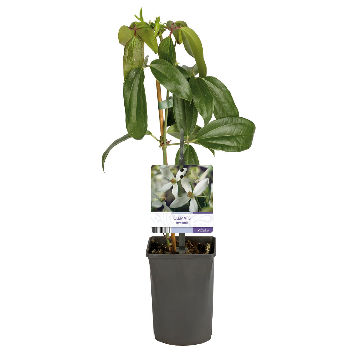 Productafbeelding van Pureplant
