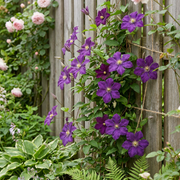 Clematis &