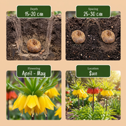 Keizerskroon Fritillaria imperialis mix, foto 4