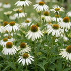 Zonnehoed Echinacea purpurea Alba wit