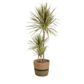 Dracaena Marginata Bicolor met mand, plant in pot