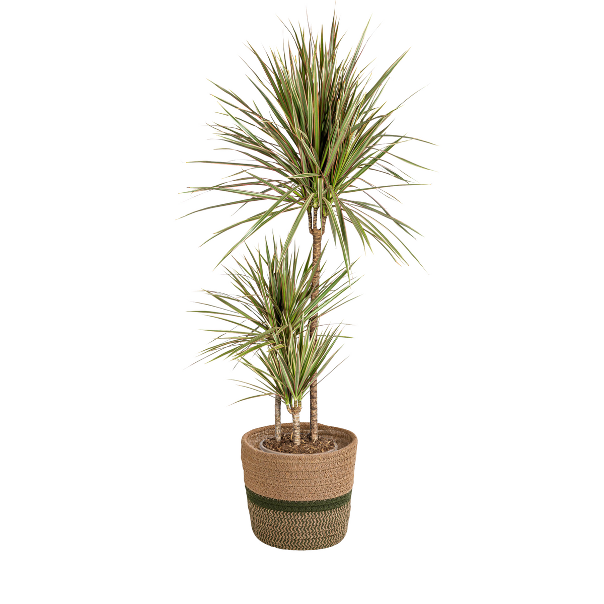 Dracaena Marginata Bicolor met mand, plant in pot
