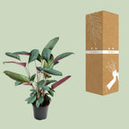 Detailfoto van Ctenanthe Setosa