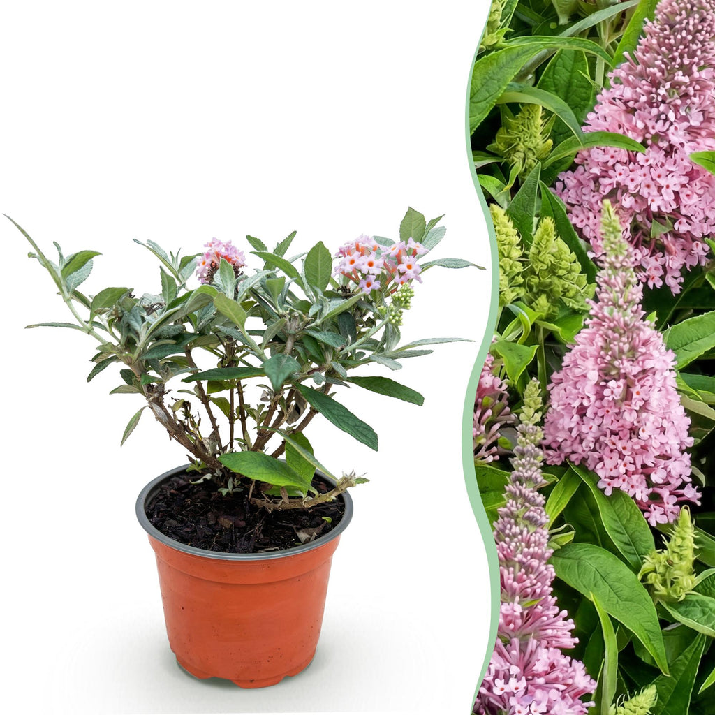 Vlinderstruik Butterfly Candy Little Pink, compacte plant in kweekpot