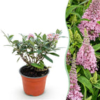 Vlinderstruik Butterfly Candy Little Pink, compacte plant in kweekpot