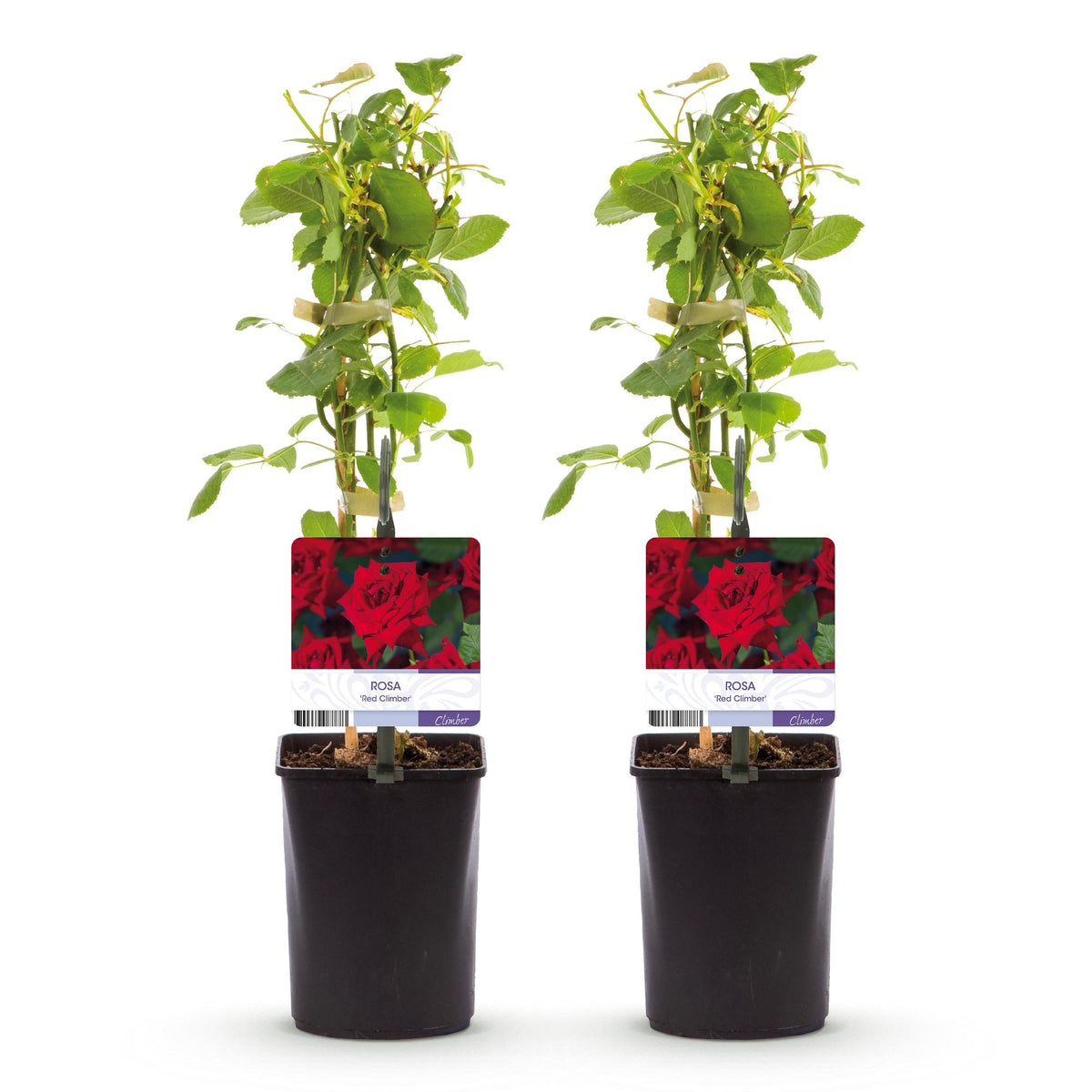 Rosa Red Climber, groeiwijze van de plant