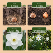 Botanische narcissenmix bloembollen, wit, foto 4