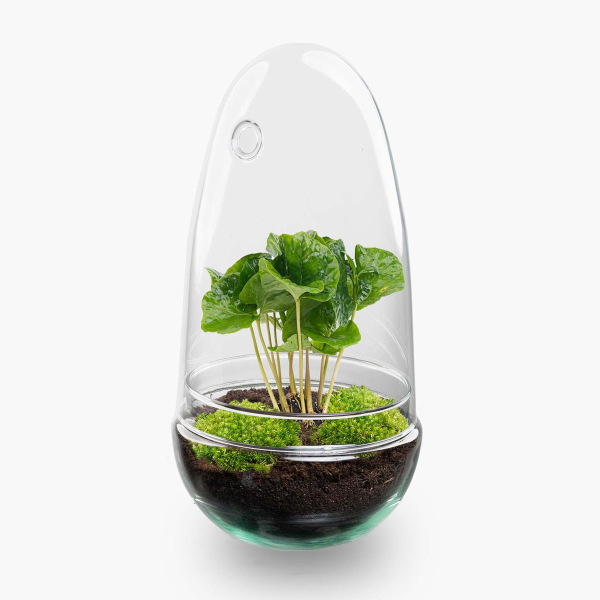Detailfoto van DIY Planten terrarium tweedelig bolglas - Egg Coffea