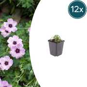 Geranium cin. &