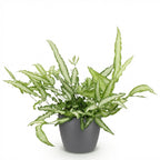 Pteris cretica Albolineata met grijze pot, compacte kamerplant