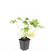 Geranium macr. &