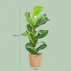 Ficus Lyrata met Mand Zeegras naturel, kenmerkend blad