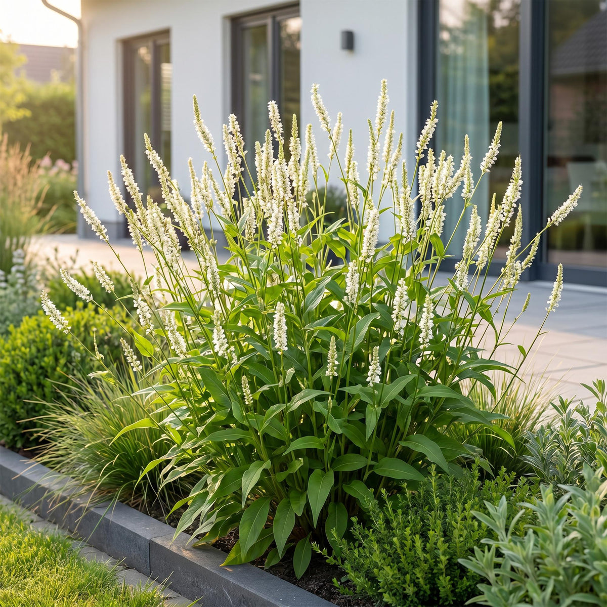 Duizendknoop ampl. Alba, met witte bloemen, plant in pot