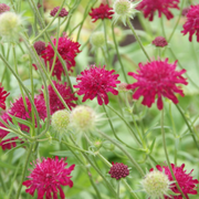 Knautia macedonica