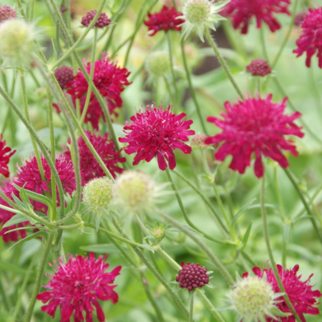 Knautia macedonica, sierlijke plant