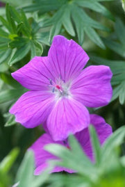 Geranium &