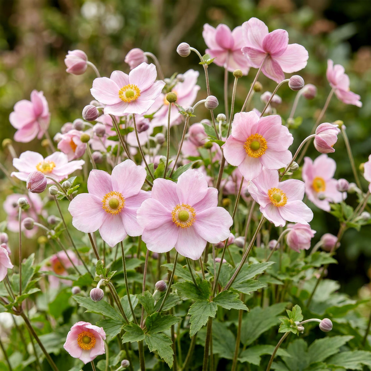 Herfstanemoon Anemone 'Königin Charlotte', roze, 3 stuks, plant voor tuin en border
