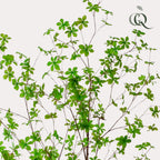 Productafbeelding van Pureplant