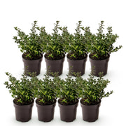 Japanse hulst Stokes, haagplant