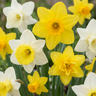 Botanische narcissenmix bloembollen, geel en wit