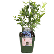 Vruchten oase, BIO fruitplanten mix van 5 soorten