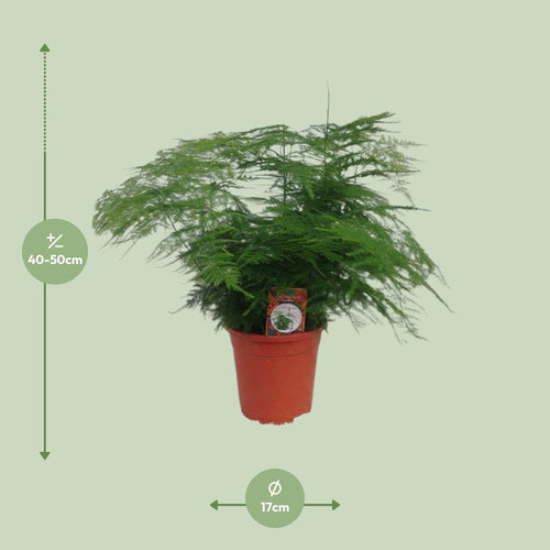 Productafbeelding van Pureplant