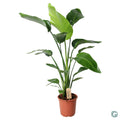 Productfoto van Strelitzia Nicolai