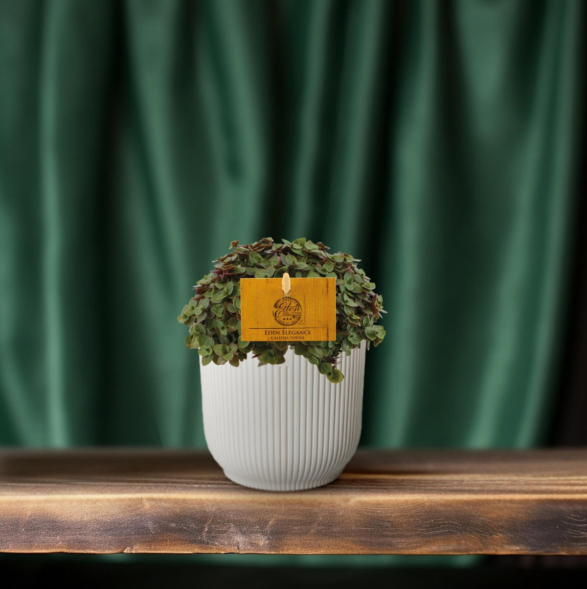 Productfoto van Callisia Turtle