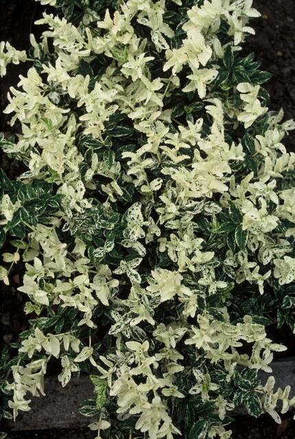 Euonymus fort. 'Harlequin', groeiwijze van de plant