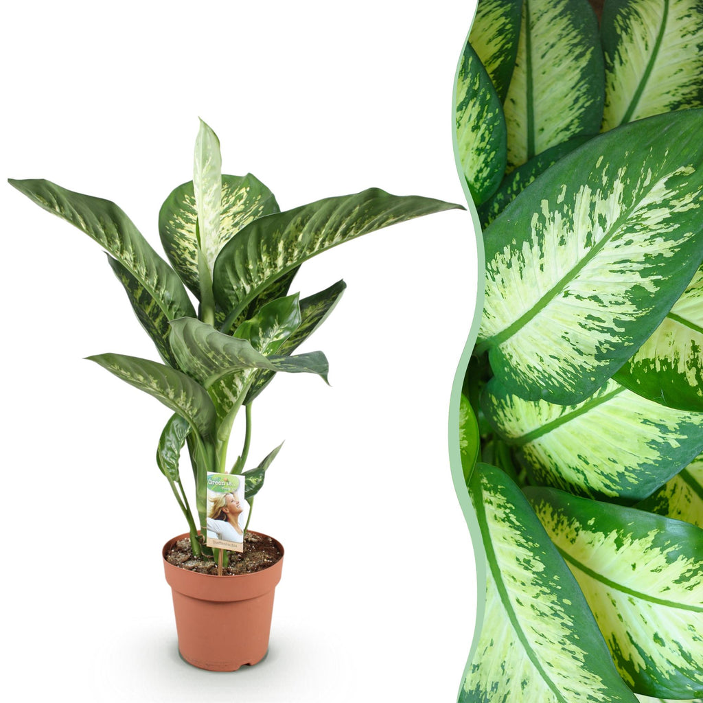 Diefenbachia Tropic Snow, detail van het blad