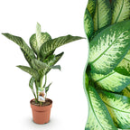 Diefenbachia Tropic Snow, detail van het blad