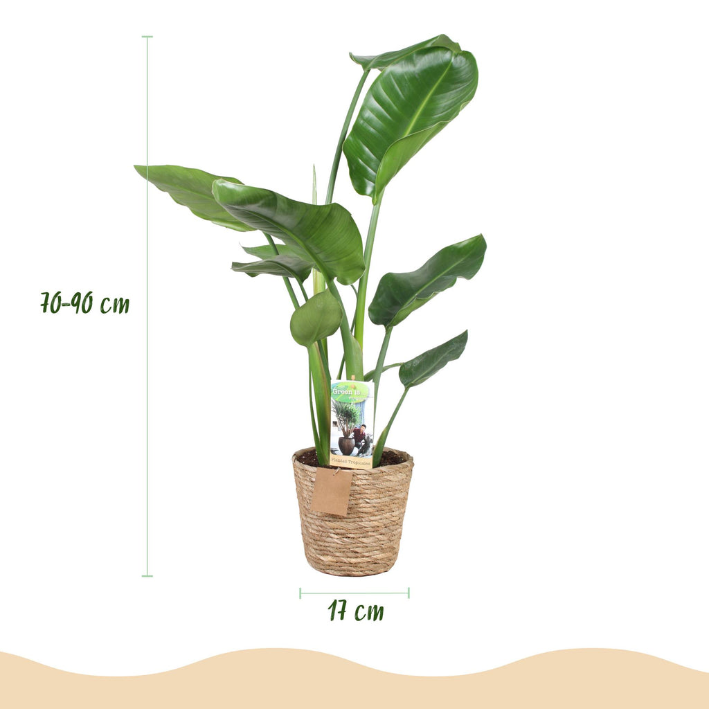 Stelitzia Nicolai met mand, groene bladeren