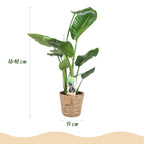 Stelitzia Nicolai met mand, groene bladeren