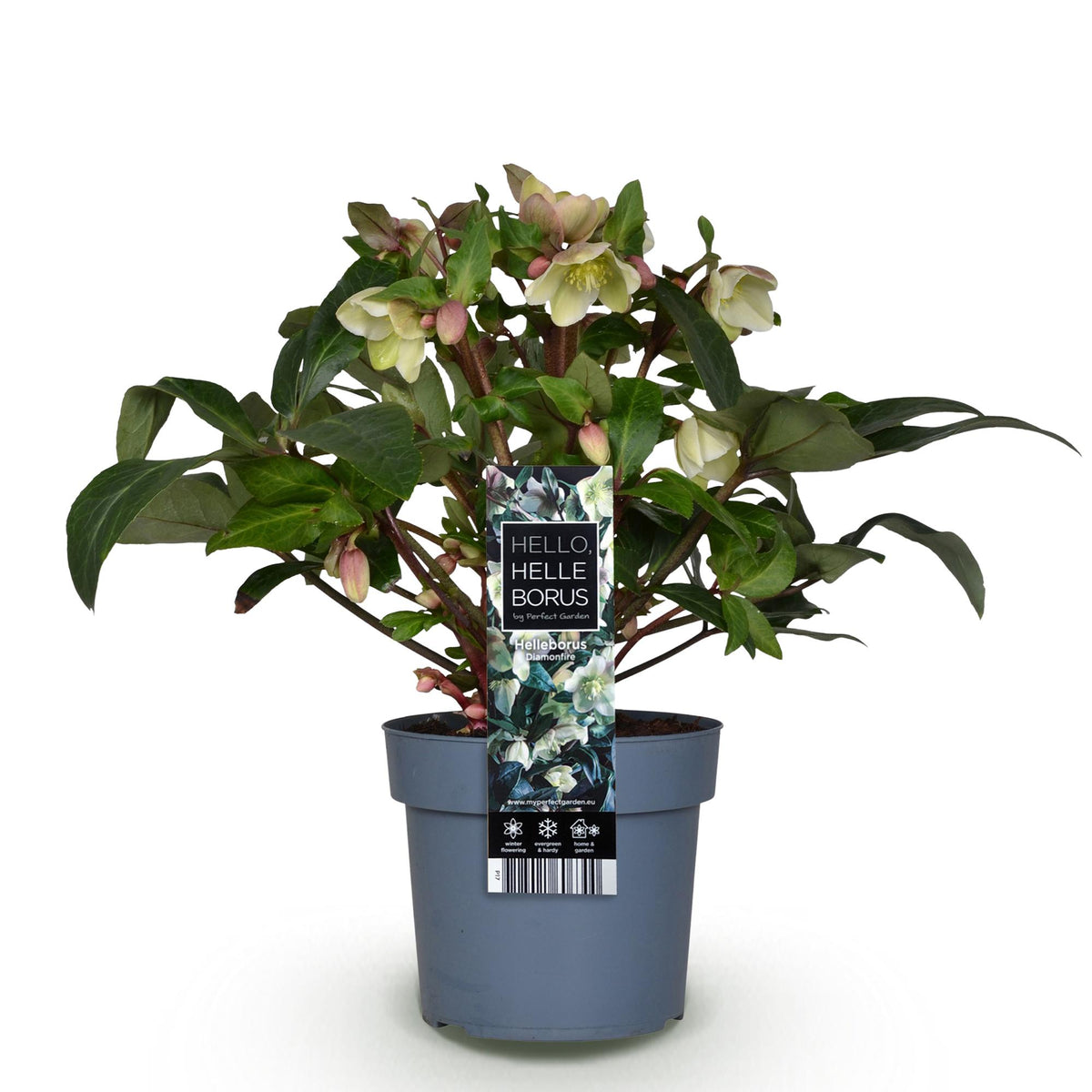Lenten Rose, kenmerkend blad