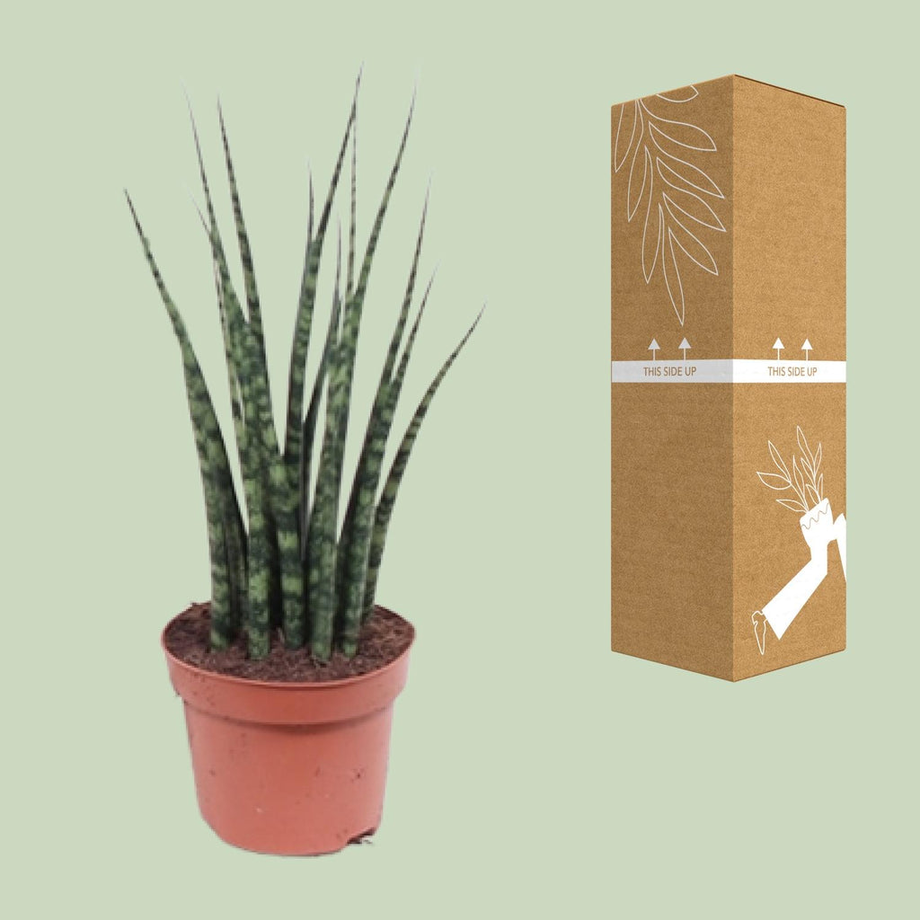 Detailfoto van Sansevieria Fernwood Mikado