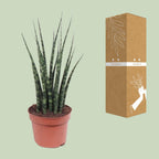 Detailfoto van Sansevieria Fernwood Mikado