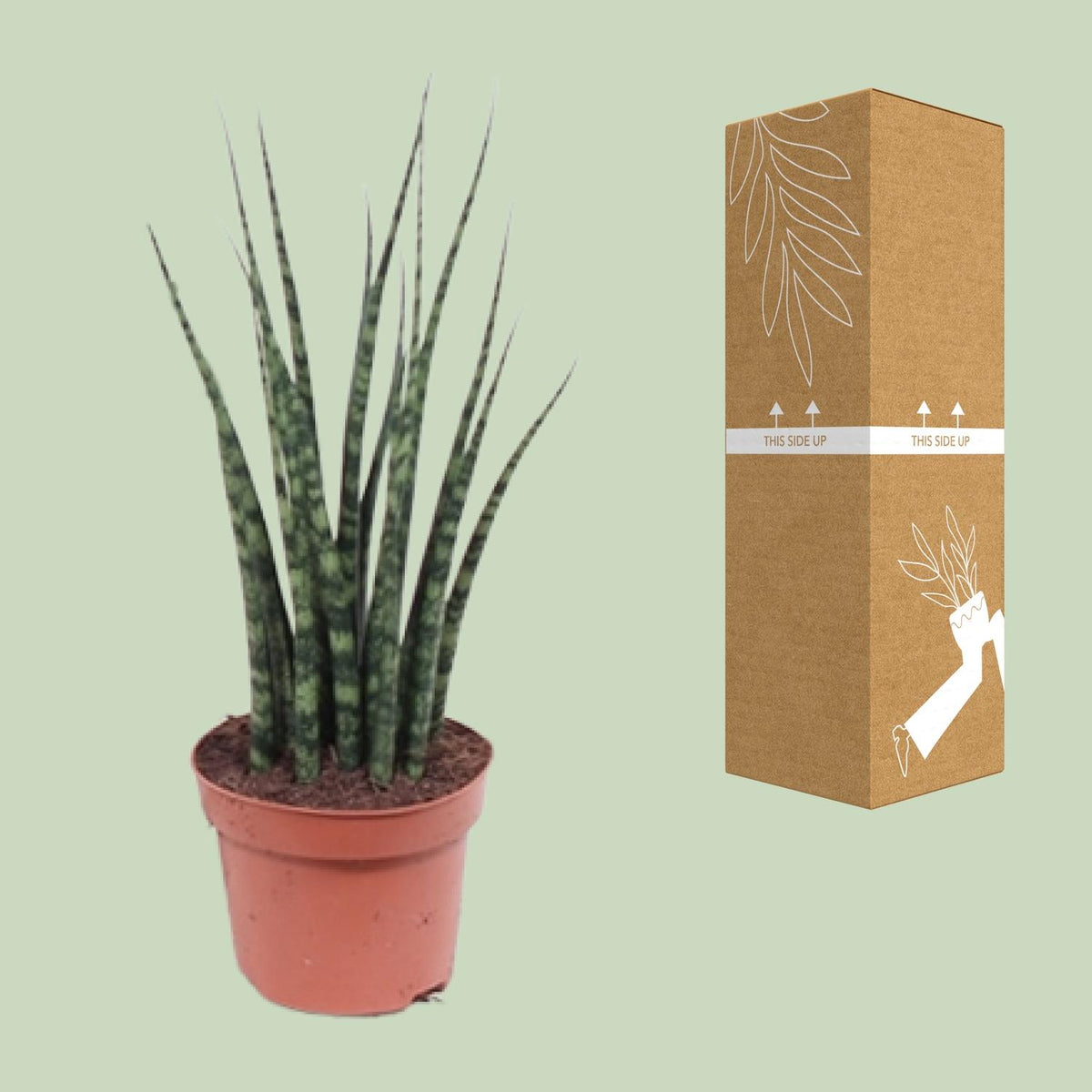Detailfoto van Sansevieria Fernwood Mikado
