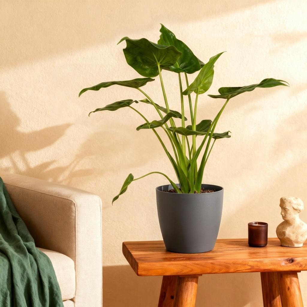 Alocasia Cucullata, plant in pot