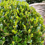 2x Ilex crenata 'Jenny' bol XL | set van 2 stuks, gezonde plant