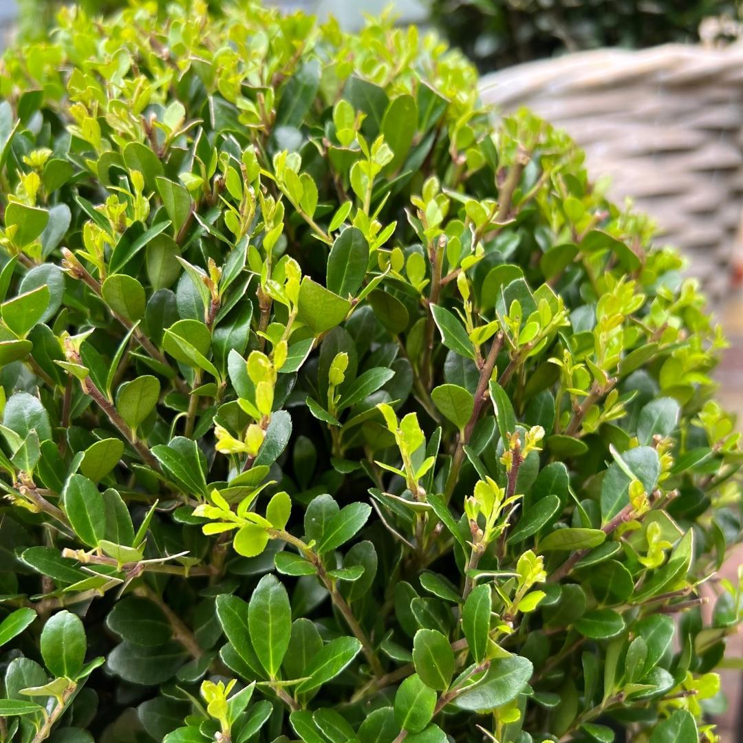 2x Ilex crenata 'Jenny' bol XL | set van 2 stuks, gezonde plant