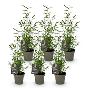 Fargesia nitida Black Dragon, 35 cm hoog