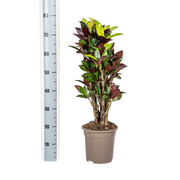Codiaeum &