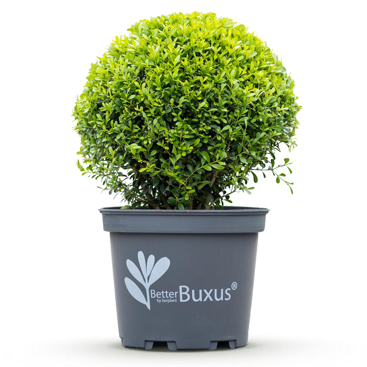 BetterBuxus Skylight, schimmelresistente buxusvervanger, pot 26 cm, voor border en tuin