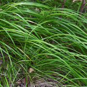 Carex morrowii